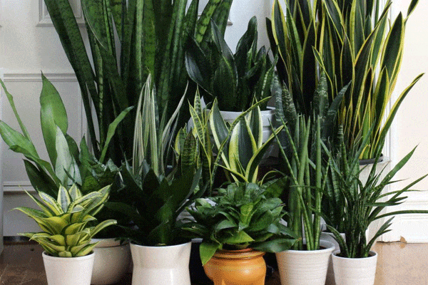 انواع سانسوریا